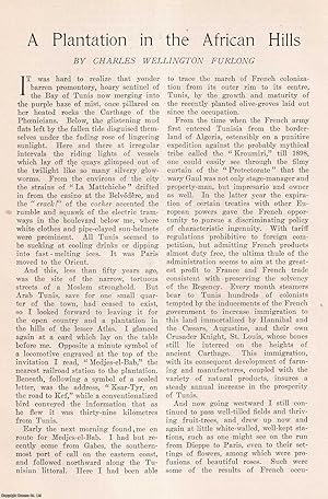 Seller image for Tunis: A Plantation in the African Hills. This is an original article from the Harper's Monthly Magazine, 1907. for sale by Cosmo Books