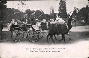 Bild des Verkufers fr Ansichtskarte / Postkarte Paris XVI Passy, Zoologischer Garten der Akklimatisierung, La Kutschen mit Lamas zum Verkauf von akpool GmbH