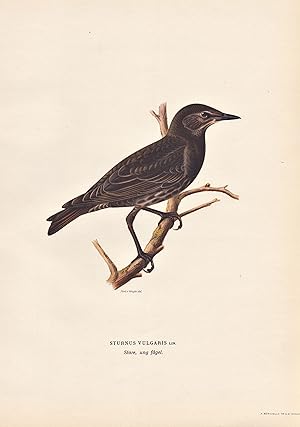 Image du vendeur pour Sturnus Vulgaris" - Star starling Stare / Vgel birds oiseaux Vogel bird oiseau mis en vente par Antiquariat Steffen Vlkel GmbH