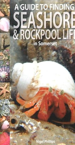 A Guide to Finding Seashore and Rockpool Life in Somerset