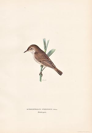 Image du vendeur pour Acrocephalus Streperus" - Rohrsnger reed warbler Singvogel songbird / Vgel birds oiseaux Vogel bird oiseau mis en vente par Antiquariat Steffen Vlkel GmbH