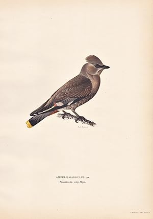 Image du vendeur pour Ampelis Garrulus" - Seidenschwanz waxwing Singvogel songbird / Vgel birds oiseaux Vogel bird oiseau mis en vente par Antiquariat Steffen Vlkel GmbH