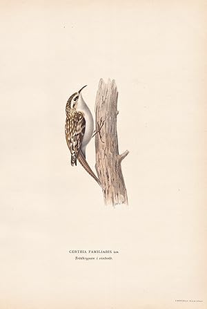 Image du vendeur pour Certhia Familiaris" - Waldbaumlufer treecreeper Baumlufer Singvogel songbird / Vgel birds oiseaux Vogel bird oiseau mis en vente par Antiquariat Steffen Vlkel GmbH