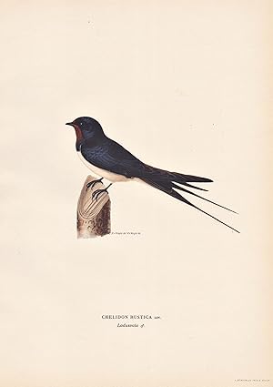 Image du vendeur pour Chelidon Rustica" - Rauchschwalbe Schwalbe barn swallow Singvogel songbird / Vgel birds oiseaux Vogel bird oiseau mis en vente par Antiquariat Steffen Vlkel GmbH