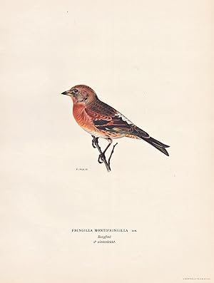 Image du vendeur pour Fringilla Montifringilla" - Bergfink brambling Finch finches Fink Finken Singvogel songbird / Vgel birds oiseaux Vogel bird oiseau mis en vente par Antiquariat Steffen Vlkel GmbH