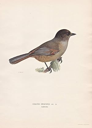 Image du vendeur pour Cractes Infaustus" - Unglckshher Meisenhher jay Rabenvgel / Vgel birds oiseaux Vogel bird oiseau mis en vente par Antiquariat Steffen Vlkel GmbH