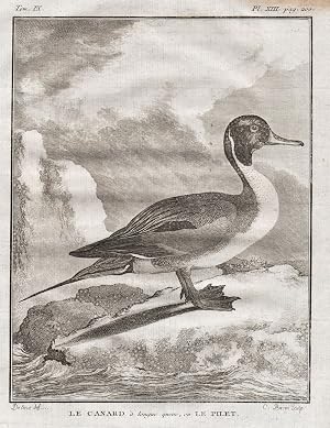 Seller image for "Le canard a longue queue ou le pilet" - Canard pilet Spie�ente Northern pintail / ducks Ente Enten / V�gel birds Vogel bird oiseaux for sale by Antiquariat Steffen V�lkel GmbH