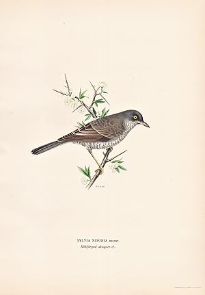 Image du vendeur pour Sylvia Nisoria" - Sperbergrasmcke Grasmcke typical warbler Singvogel songbird / Vgel birds oiseaux Vogel bird oiseau mis en vente par Antiquariat Steffen Vlkel GmbH