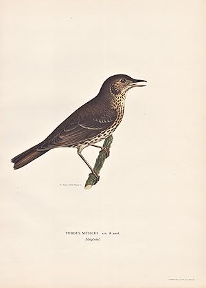 Image du vendeur pour Turdus Musicus" - Singdrossel Drossel thrush throttle Singvogel songbird / Vgel birds oiseaux Vogel bird oiseau mis en vente par Antiquariat Steffen Vlkel GmbH