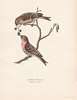 Image du vendeur pour Acanthis Linaria" - Birkenzeisig Leinfink redpoll Finch finches Fink Finken Singvogel songbird / Vgel birds oiseaux Vogel bird oiseau mis en vente par Antiquariat Steffen Vlkel GmbH