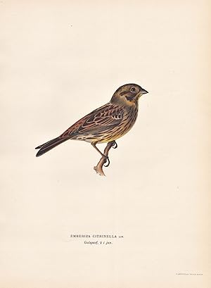 Image du vendeur pour Emberiza Citrinella" - Goldammer yellowhammer Singvogel songbird / Vgel birds oiseaux Vogel bird oiseau mis en vente par Antiquariat Steffen Vlkel GmbH