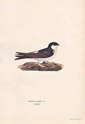 Image du vendeur pour Hirundo Urbica" - Mehlschwalbe Schwalbe house martin swallow Singvogel songbird / Vgel birds oiseaux Vogel bird oiseau mis en vente par Antiquariat Steffen Vlkel GmbH