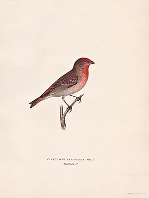 Image du vendeur pour Carpodacus Erythrinus" - Karmingimpel rosefinch Finch finches Fink Finken Singvogel / Vgel birds oiseaux Vogel bird oiseau mis en vente par Antiquariat Steffen Vlkel GmbH