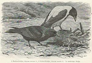 Bild des Verkufers fr Rabenkrhe, Corvus corone. Nebelkrhe, Corvus cornix zum Verkauf von Antiquariat Kastanienhof