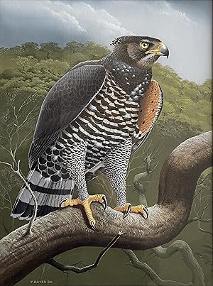 TREVOR BOYER - CROWNED EAGLE [Original Watercolour illustration for Eagle Star Insurance and feat...