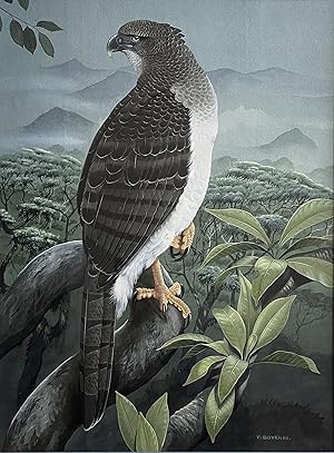 TREVOR BOYER - NEW GUINEA EAGLE [Original Watercolour illustration for Eagle Star Insurance and f...