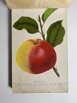 [AMERICAN CHROMOLITHOGRAPHY]. [Nurseryman's Guide / Sample Book / Fruit Seed Catalogue]