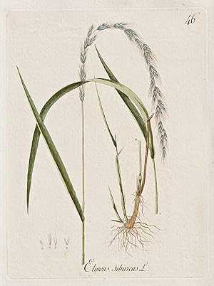 Bild des Verkufers fr Elymus sibiricus" - Quecken Haargerste couch grass wildrye / Botanik botany botanical / Blume flower / Pflanze plant Pflanzen plants zum Verkauf von Antiquariat Steffen Vlkel GmbH