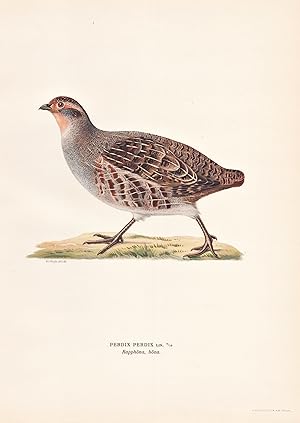 Seller image for "Coturnix Coturnix" - Wachtel quail gamebird Caille des bls / Vgel birds oiseaux Vogel bird oiseau for sale by Antiquariat Steffen Vlkel GmbH