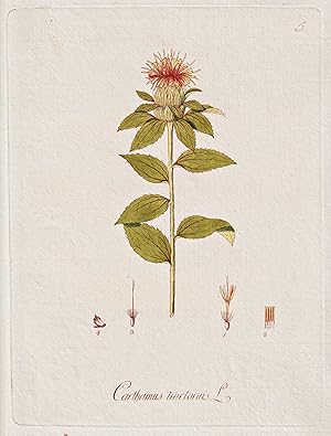 Bild des Verkufers fr Carthamus Tinctorius" - Frberdistel Saflor safflower / Botanik botany botanical / Blume flower / Pflanze plant Pflanzen plants zum Verkauf von Antiquariat Steffen Vlkel GmbH