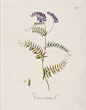 Bild des Verkufers fr Vicia cracca" - Wicke vetch Wicken vetches / Botanik botany botanical / Blume flower / Pflanze plant Pflanzen plants zum Verkauf von Antiquariat Steffen Vlkel GmbH