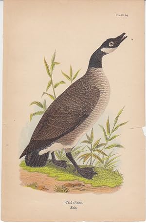 Chromolithographic Plate of the Wild Goose, Male. Being Plate No. 64 from Birds of Pennsylvania