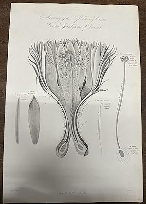 Anatomy of the Night-blowing Cereus or Cactus Grandiflora of Linnaeus