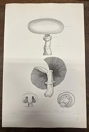 Anatomy of the Sarracenia or Pitcher Plant