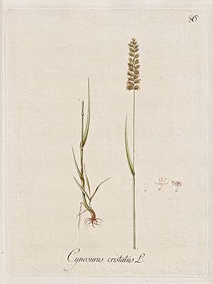 Bild des Verkufers fr Cynosurus cristatus" - Kammgras crested dog's-tail Sgrser grass / Botanik botany botanical / Blume flower / Pflanze plant Pflanzen plants zum Verkauf von Antiquariat Steffen Vlkel GmbH