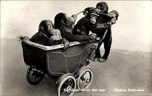 Foto Ansichtskarte / Postkarte Schimpansen im Puppenwagen, Kinderwagen