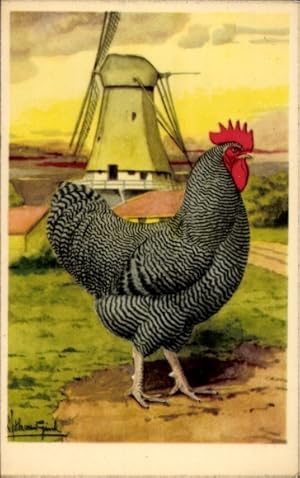 Künstler Ansichtskarte / Postkarte Rassehuhn, Nordholländischer Sperber-Hahn, Windmühle