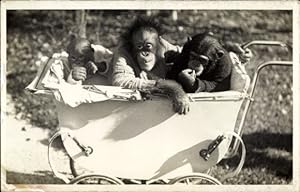 Foto Ansichtskarte / Postkarte Schimpansen im Puppenwagen, Kinderwagen