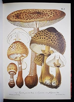 Seller image for Flore mycologique illustre: les champignons des Alpes-maritimes. Avec l'indication de leurs proprits utiles ou nuisibles. for sale by Antiquariat Haufe & Lutz