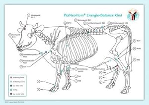 Bild des Verkufers fr Akupunktur-Tafel Rind/Kuh : PraNeoHom Energie-Balance Rind zum Verkauf von AHA-BUCH GmbH