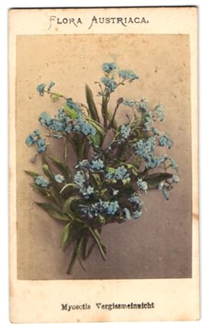 Bild des Verkufers fr Fotografie Joseph Bermann, Wien, Myosctis, Vergissmeinicht, Flora Austriaca zum Verkauf von Bartko-Reher