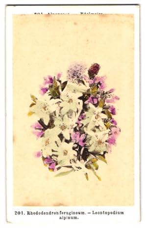 Fotografie F. Fridrich, Prag, Rhododendron ferugineum, Leontopodium alpinum