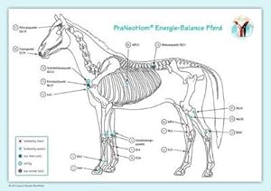 Bild des Verkufers fr Akupunktur-Tafel Pferd : PraNeoHom Energie-Balance Pferd zum Verkauf von AHA-BUCH GmbH