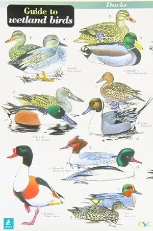 Seller image for A Guide to Wetland Birds (Occasional Publications S.) for sale by WeBuyBooks