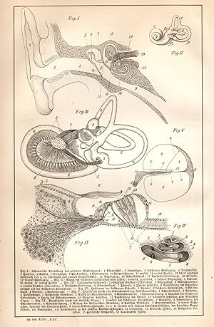 Bild des Verkufers fr Anatomische Darstellung des menschlichen Ohrs in 6 Abbildungen mit ausfhrlicher Legende. zum Verkauf von Antiquariat Martin Barbian & Grund GbR