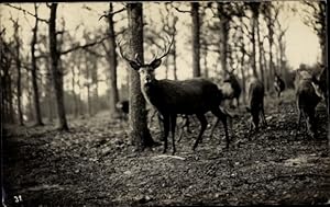 Foto Ansichtskarte / Postkarte Hirsche im Wald