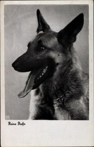 Ansichtskarte / Postkarte Reine Rasse, Schäferhund, Hundeportrait