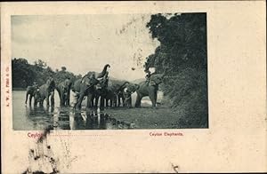 Seller image for Ansichtskarte / Postkarte Ceylon Sri Lanka, Elephants, Elefanten am Flussufer, Elefantenfhrer for sale by akpool GmbH