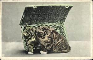 Ansichtskarte / Postkarte Zwei kleine Kätzchen in einem Weidenkorb