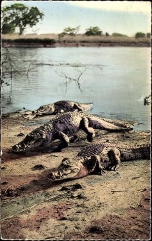 Ansichtskarte / Postkarte Tierwelt in Afrika, Krokodile
