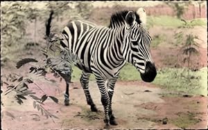 Ansichtskarte / Postkarte Tierwelt in Afrika, Zebra