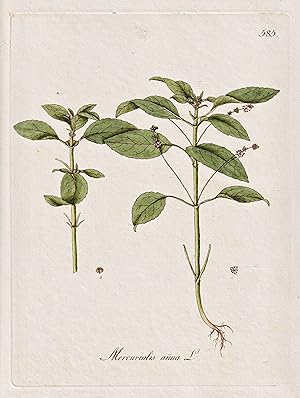 Seller image for "Mercurialis annua" - Bingelkraut mercury / Botanik botany botanical / Blume flower / Pflanze plant Pflanzen plants for sale by Antiquariat Steffen V�lkel GmbH
