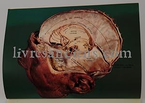 Seller image for Fonction et circulation crbrale, n2 : Anatomie normale de l'encphale for sale by Eric Zink Livres anciens