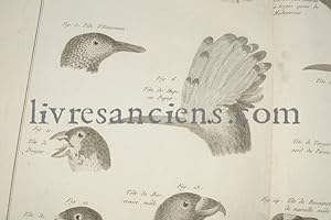 Planche panckoucke ornithologie : Becs