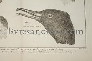 Planche panckoucke ornithologie : Becs