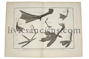 Planche panckoucke ornithologie : Pattes